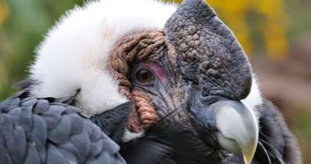 Kopf  Kondor Peru 